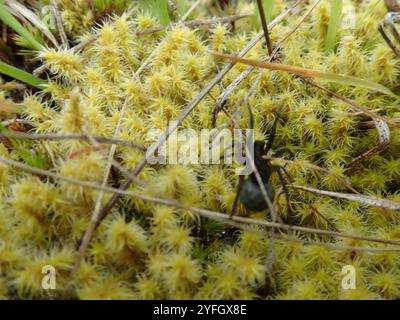 Vancouver dünnbeinige Wolfsspinne (Pardosa vancouveri) Stockfoto