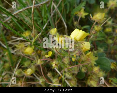 Siebenblättriges Cinquefoil (Potentilla Heptaphylla) Stockfoto