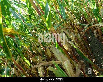 Das Maisfeld nähert sich der Ernte. Auf der Insel Rügen wird ein erheblicher Teil des Maisanbaus zur Energieerzeugung und Biogaserzeugung angebaut. Stockfoto