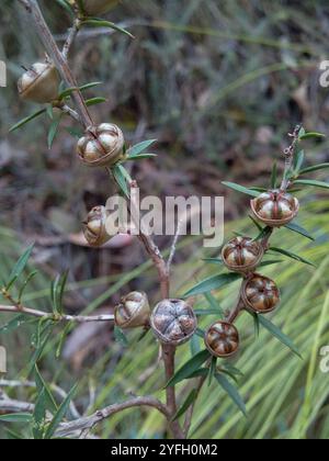 Stacheliger Teebaum (Leptospermum continentale) Stockfoto