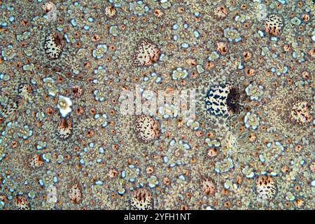 Detail des Farbmusters auf einem Leopardenflunder, Bothus pantherinus, der auf einem schwarzen Sandhang auf den Kleinen Sunda-Inseln Indonesiens gefunden wurde. Stockfoto