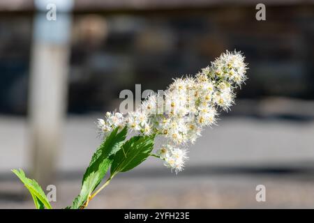 Nahaufnahme von blühenden weißen Mädesüßen (spiraea alba) Blüten Stockfoto