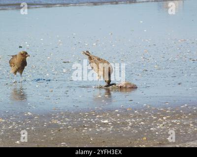 Chimango Caracara (Daptrius chimango) Stockfoto