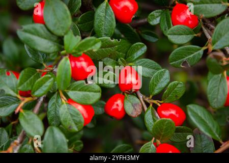Cotoneaster horizontalis Nahaufnahme. Zweige mit roten Beeren und grünen Blättern Herbst Hintergrund. Cotoneaster dammeri „Coral Beauty“ Stockfoto