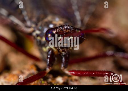 Angenehmer, bildgeflügelter Antlion (Glenurus gratus) Stockfoto