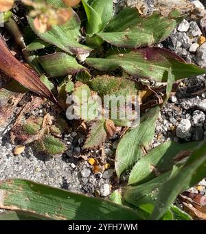 Florida Hängematte Sandmatte (Euphorbia ophthalmica) Stockfoto