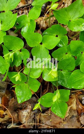 Scharfgelappte hepatica (hepatica acutiloba) Stockfoto