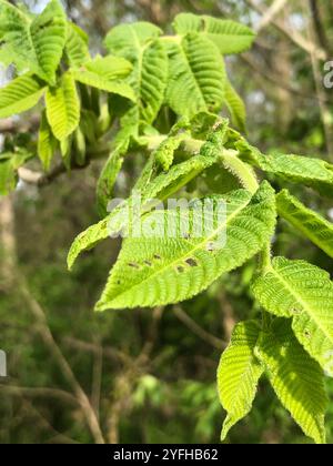 Bitternut Hickory (Carya cordiformis) Stockfoto