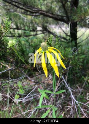 Graukopf-Coneflower (Ratibida pinnata) Stockfoto