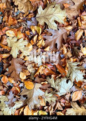 Gefallene Eichen- und Buchenblätter im Herbst auf dem Boden des New Forest Stockfoto