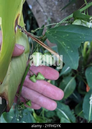 Doppelblume Passionsblume (Passiflora biflora) Stockfoto