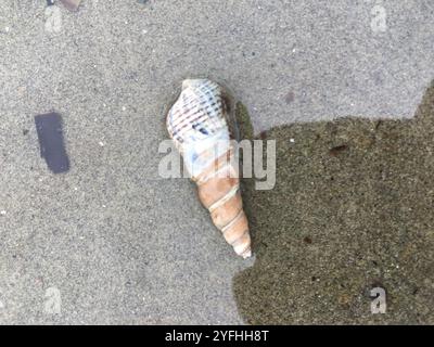 Japanisches falsches Cerith (Batillaria attramentaria) Stockfoto