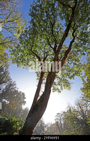 Alte große Bäume im Herbst eine alte gewöhnliche Esche beginnt an einem sonnigen Herbsttag mit der leuchtend gelbe Laubfärbung *** Alte große Bäume im Herbst beginnt eine alte Esche an einem sonnigen Herbsttag hellgelbe Blätter zu färben Stockfoto