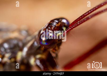 Angenehmer, bildgeflügelter Antlion (Glenurus gratus) Stockfoto