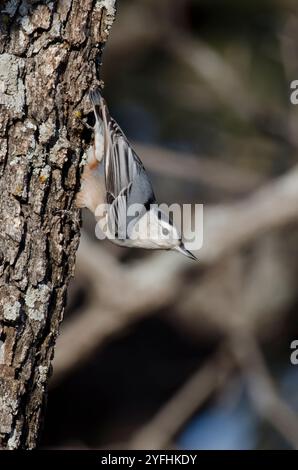 White-breasted Kleiber, Sitta carolinensis Stockfoto
