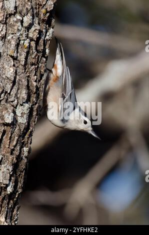White-breasted Kleiber, Sitta carolinensis Stockfoto