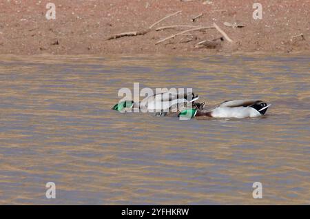 Stockenten, Anas platyrhynchos, zwei Männchen und Weibchen, die versuchen Stockfoto