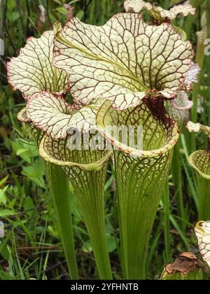 Moore's Pitcher Plant (Sarracenia x moorei) Stockfoto