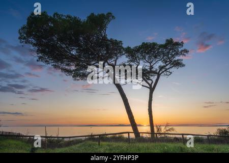 Zwei Kiefern am Strand von Follonica und der Sonnenuntergang hinter der Insel Elba. Provinz Grosseto, toskanische Region, Italien Stockfoto