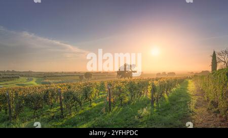 Bolgheri Weinberge und Bäume in einem nebeligen Sonnenuntergang. Castagneto Carducci, Toskana, Italien Stockfoto