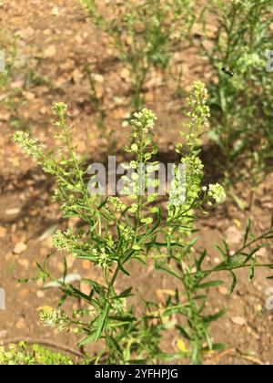 Virginia-Pfeffergras (Lepidium virginicum) Stockfoto