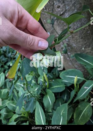 Doppelblume Passionsblume (Passiflora biflora) Stockfoto