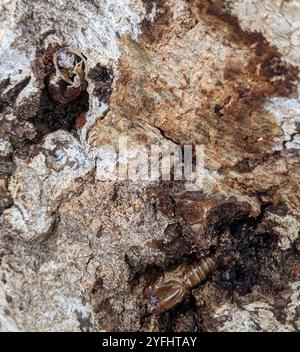 Carpenterworm Motte (Prionoxystus robiniae) Stockfoto