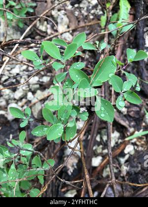 westliches weißes Geißblatt (Lonicera albiflora) Stockfoto