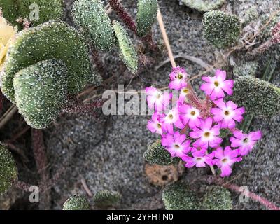 Rosafarbener Sand (Abronia umbellata) Stockfoto