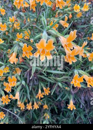 Südbuschaffenblume (Diplacus longiflorus) Stockfoto