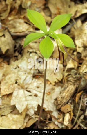 Pogonia (Isotria verticillata) Stockfoto