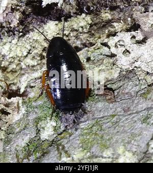 Dunkle Holzschaben (Ischnoptera deropeltiformis) Stockfoto