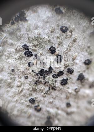 Buchenrinde Canker-Pilz (Neonectria faginata) Stockfoto