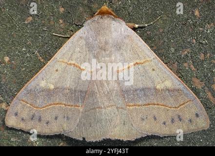 Rot gefütterte Panopoda Motte (Panopoda rufimargo) Stockfoto