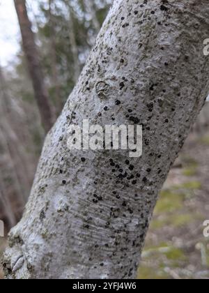 Buchenrinde Canker-Pilz (Neonectria faginata) Stockfoto
