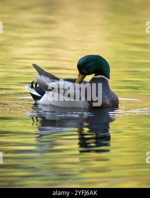 Eine männliche Stockente, oder Drake, schwimmt auf einem Herbstteich. Er macht sich selbst frei. Das warme und farbenfrohe Laub spiegelt sich im Wasser wider. Stockfoto