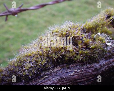Heide-Sternmoos (Campylopus introflexus) Stockfoto
