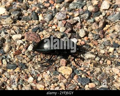 Glatt geschliffener Käfer (Carabus glabratus) Stockfoto