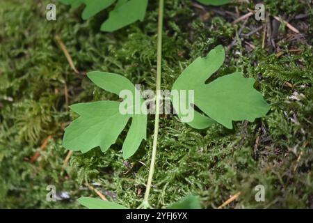 Kriechbeere (Symphoricarpos mollis) Stockfoto