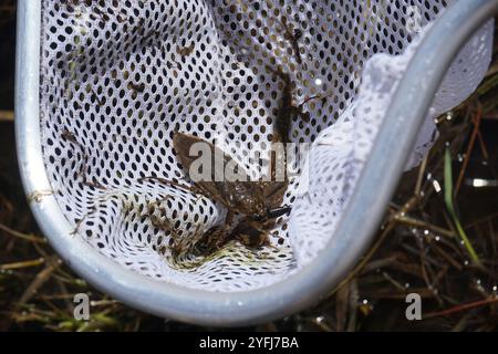 Amerikanischer Riesenwasserkäfer (Lethocerus americanus) Stockfoto