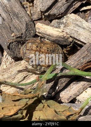 Hummeln Flower Beetle (Euphorie inda) Stockfoto
