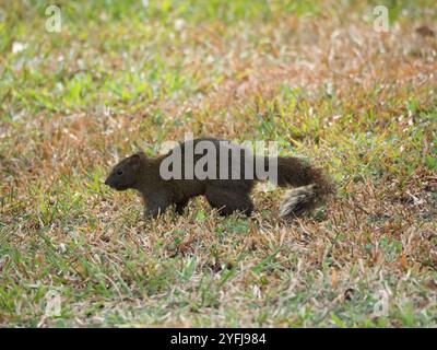 Taiwan Eichhörnchen (Callosciurus erythraeus thaiwanensis) Stockfoto