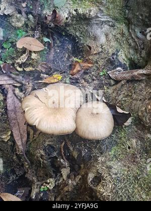 Austral-Honigpilz (Armillaria novae-zelandiae) Stockfoto