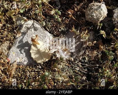 Goldene Eierkäfer (Phyllomorpha laciniata) Stockfoto