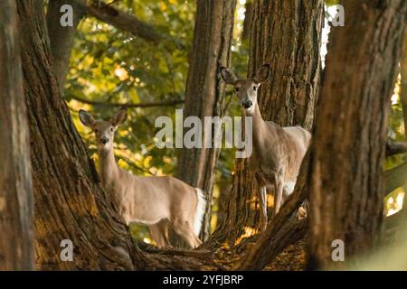 Zwei Weißwedelhirsche blicken hinter alten Bäumen im Wald hervor. Sie scheinen direkt auf die Kamera zu starren. Stockfoto