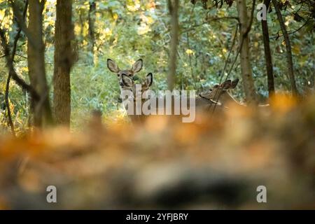 Eine Familie von Weißwedelhirschen steht in einem Wald von New Jersey. Sie scheinen eine Mutter mit zwei Nachkommen zu sein, zwei jungen Buttons. Ein Bock ruht seinen Stockfoto