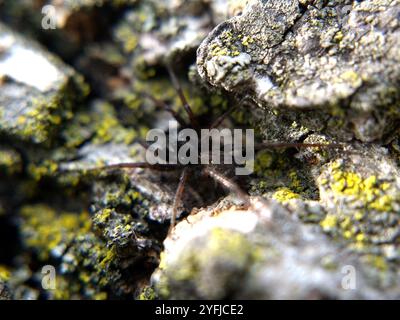 Dünnbeinige Wolfsspinnen (Pardosa) Stockfoto