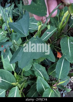 Doppelblume Passionsblume (Passiflora biflora) Stockfoto