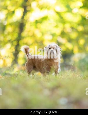 Ein roter Mischhund steht im Gras im Wald. Die warmen Farben des Herbstblatts sind im Hintergrund verschwimmt. Stockfoto