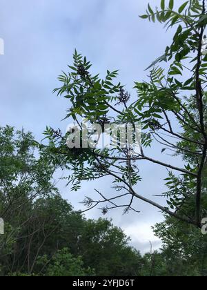 Prairie flameleaf sumac (Rhus lanceolata) Stockfoto
